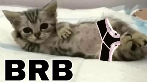 miko3 online show from February 3, 10:36 pm