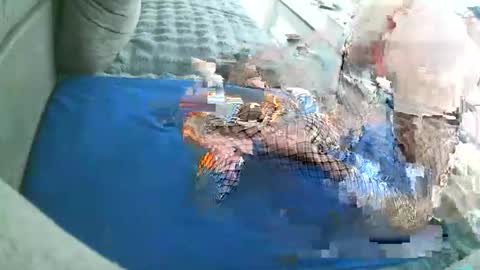 Doggystyle online show from January 17, 3:32 pm