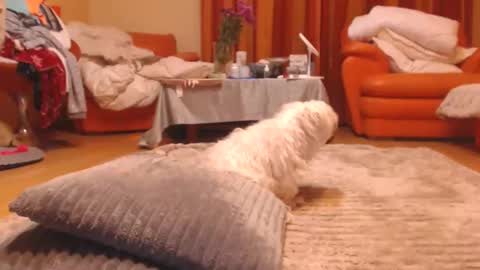 Andra online show from October 23, 6:53 pm