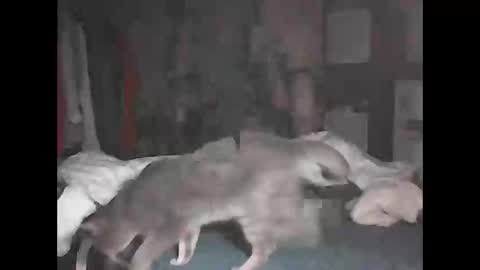 mobi online show from February 3, 1:24 am