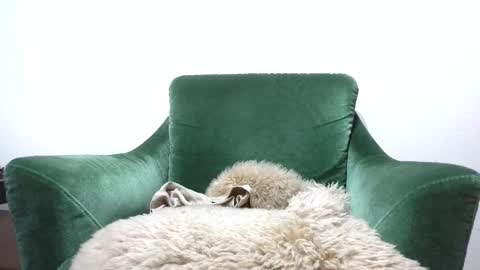 Calioppe 10 online show from February 13, 10:51 am