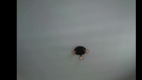 Chrizz online show from November 26, 1:30 pm