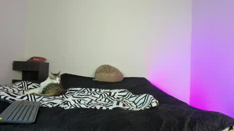 cody online show from November 16, 1:57 pm