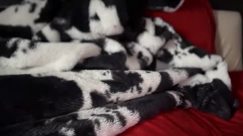 Leo online show from January 4, 5:05 pm