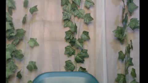 linda online show from September 16, 2:20 pm