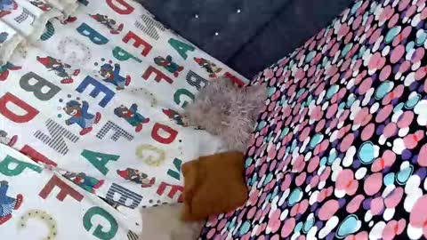 dulcetentacionts online show from March 15, 5:01 am