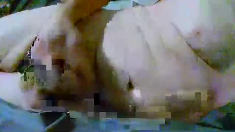 fultonstreet196860 online show from March 17, 1:43 am