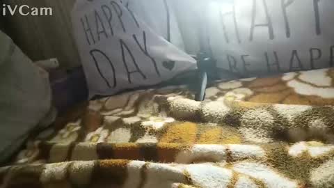 gatodes6116291 online show from October 30, 5:35 pm