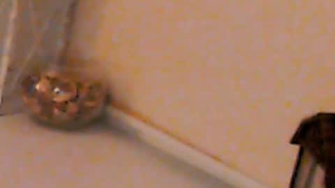 Snapshot of heaven_chloe chatting on February 4, 5:23 pm Heaven girl online show from February 4, 5:23 pm