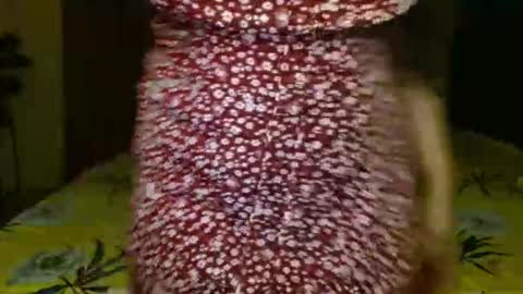 Eliza i dont show face in any show online show from April 8, 2:42 pm