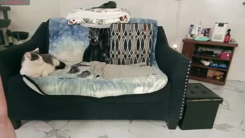 Snapshot of jjjust4fun1985 chatting on February 13, 12:46 am Nicole Allen online show from February 13, 12:46 am