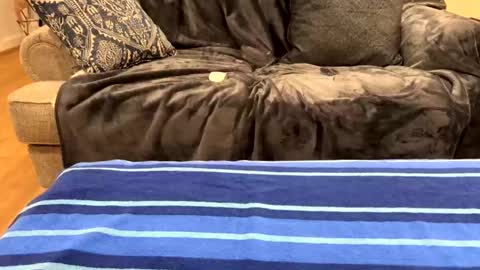 justuravgdad  justuravgmom online show from February 17, 12:32 am