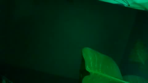 Karla Gonzaless online show from November 7, 8:06 am