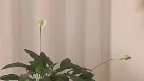 Help me with rate thanks  online show from March 2, 4:39 am