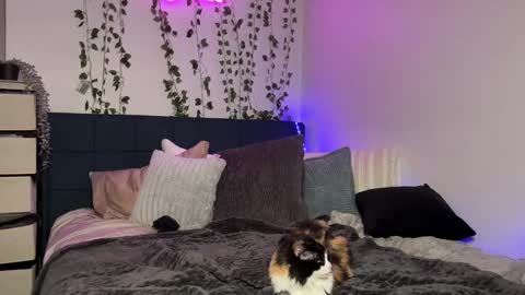 Kaitie online show from December 16, 11:12 am