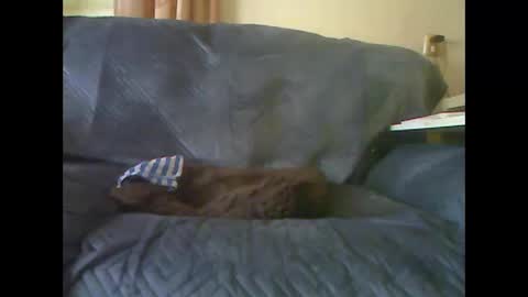 lion160868 online show from January 9, 9:48 am