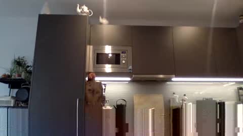 Lupine online show from December 12, 10:56 am