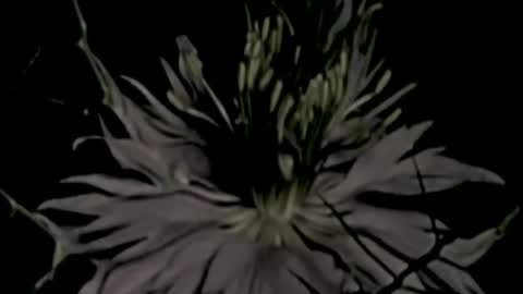 Vanda online show from April 13, 9:35 am