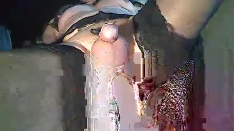 maschpro online show from December 26, 2:37 pm