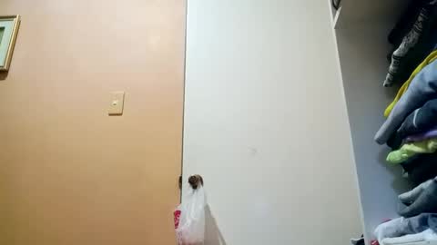 Im Ping online show from October 30, 10:43 pm