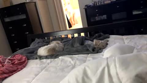 mrrogue online show from December 24, 5:49 am