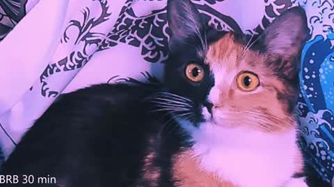 Monday-Friday 12-4 AM and 6-9 AM New York time online show from February 2, 11:11 pm