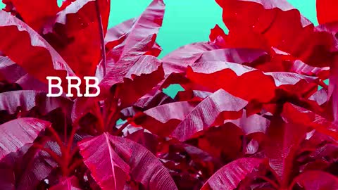 Nik online show from March 12, 8:45 pm