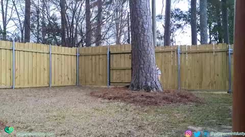 Peppermint and Dusty  online show from March 3, 8:27 pm