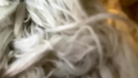 Poonshiner online show from December 3, 6:11 pm