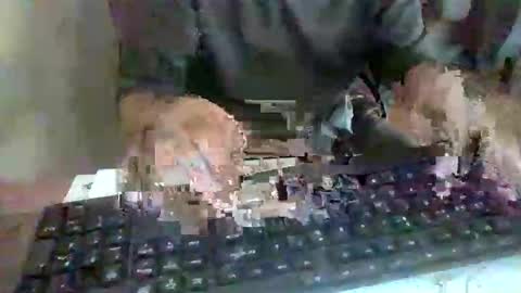 pup_y online show from September 17, 2:53 pm