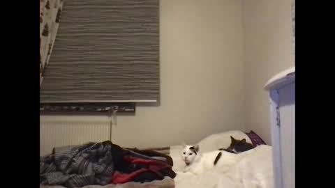 Redfox online show from January 7, 6:46 pm