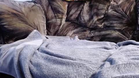 RAYRAY online show from January 13, 6:10 am