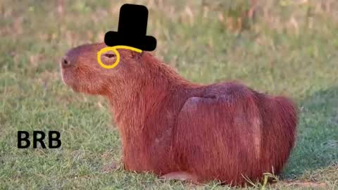 Chris online show from November 4, 5:14 pm