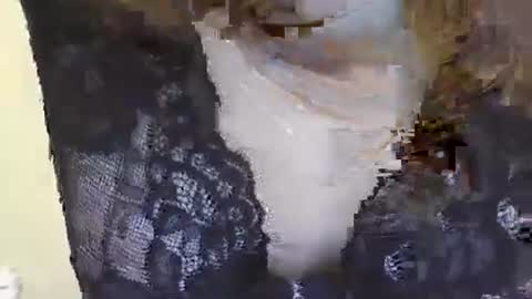 Siren online show from January 21, 2:43 am