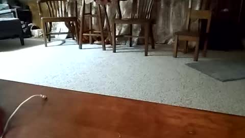 sissyslut0517 online show from February 1, 1:35 am