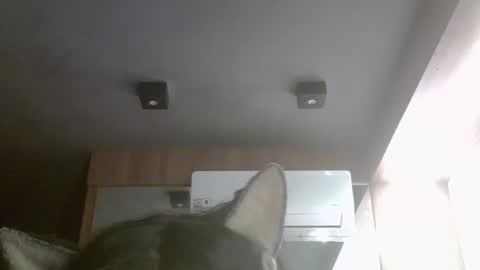 skinnykittencam online show from June 3, 2:03 am