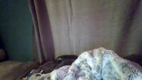 slittiekittie online show from March 1, 7:34 am