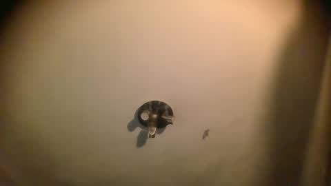 Snapshot of splinters18 chatting on January 25, 7:06 am watch me cum online show from January 25, 7:06 am