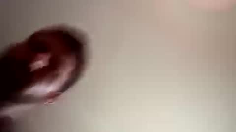 Oval2022 online show from December 5, 8:38 pm