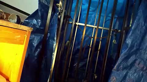 tatonkaboy online show from April 26, 8:17 pm