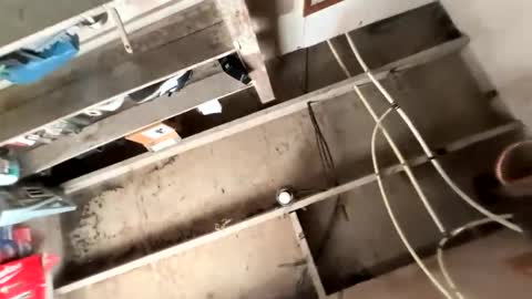 trees559 online show from March 2, 4:46 pm