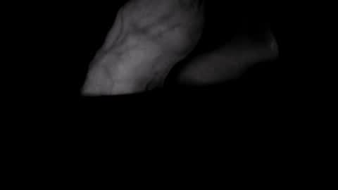 yeasayer online show from October 8, 1:24 am